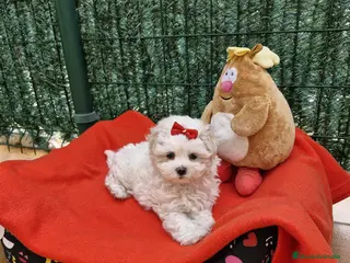 Bichón Maltés perros Bichón Maltés en Barcelona - Anuncio 23