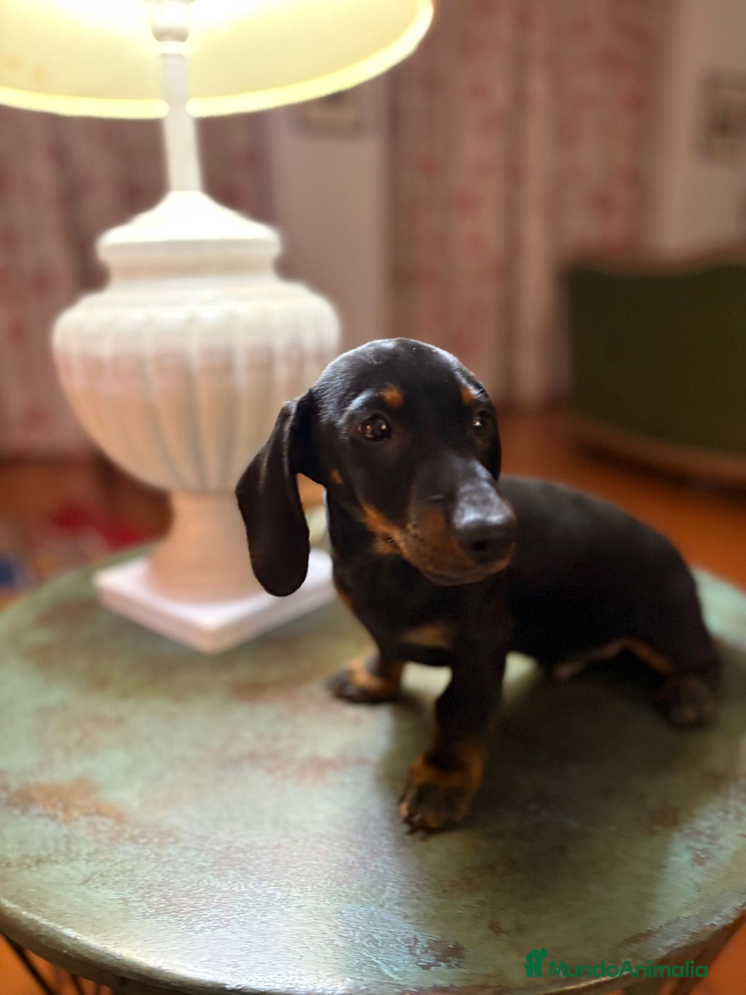 Teckel Miniatura perros en venta: Teckel mini - Anuncio 5