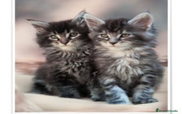 Maine Coon gatos en venta: Maine coon - Imagen 3