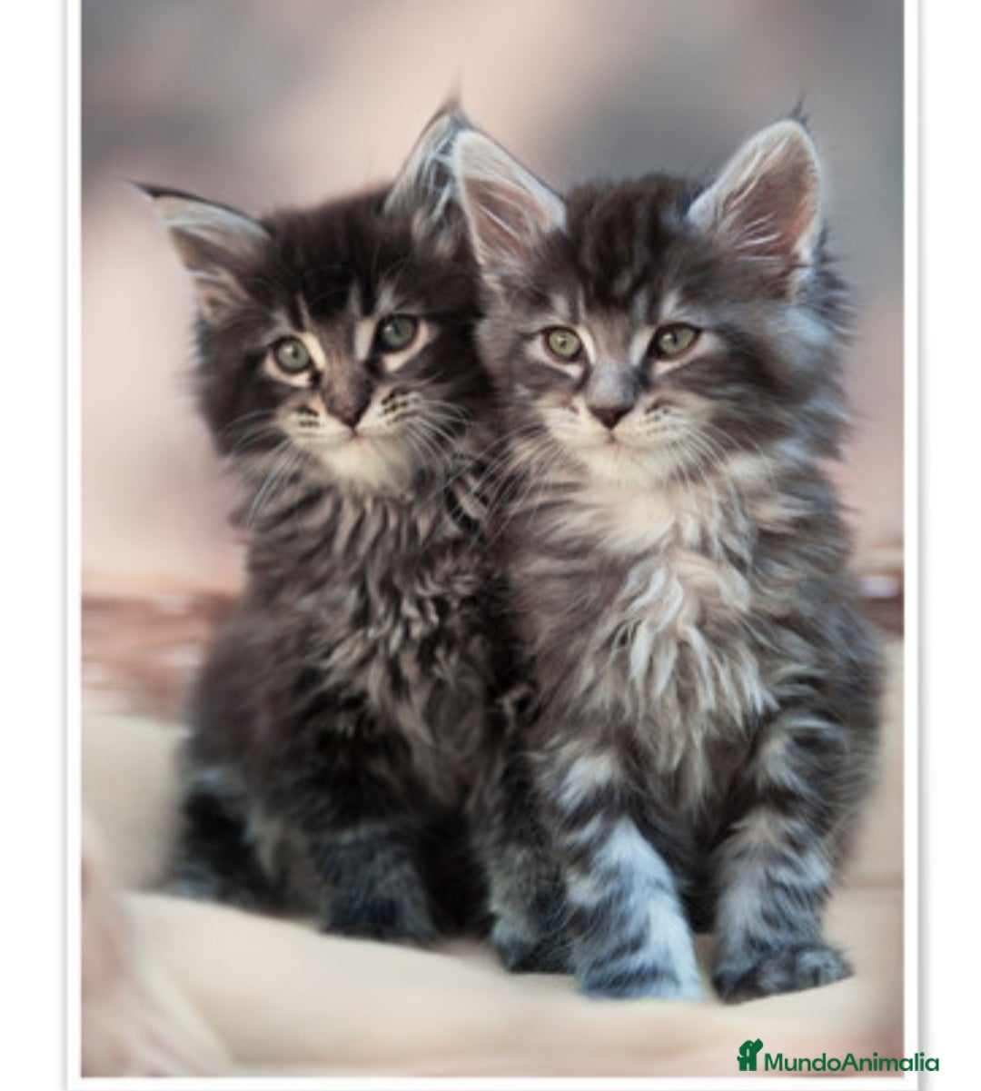 Maine Coon gatos en venta: Maine coon - Imagen 3