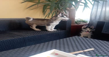 Husky Siberiano perros - Anuncio 5