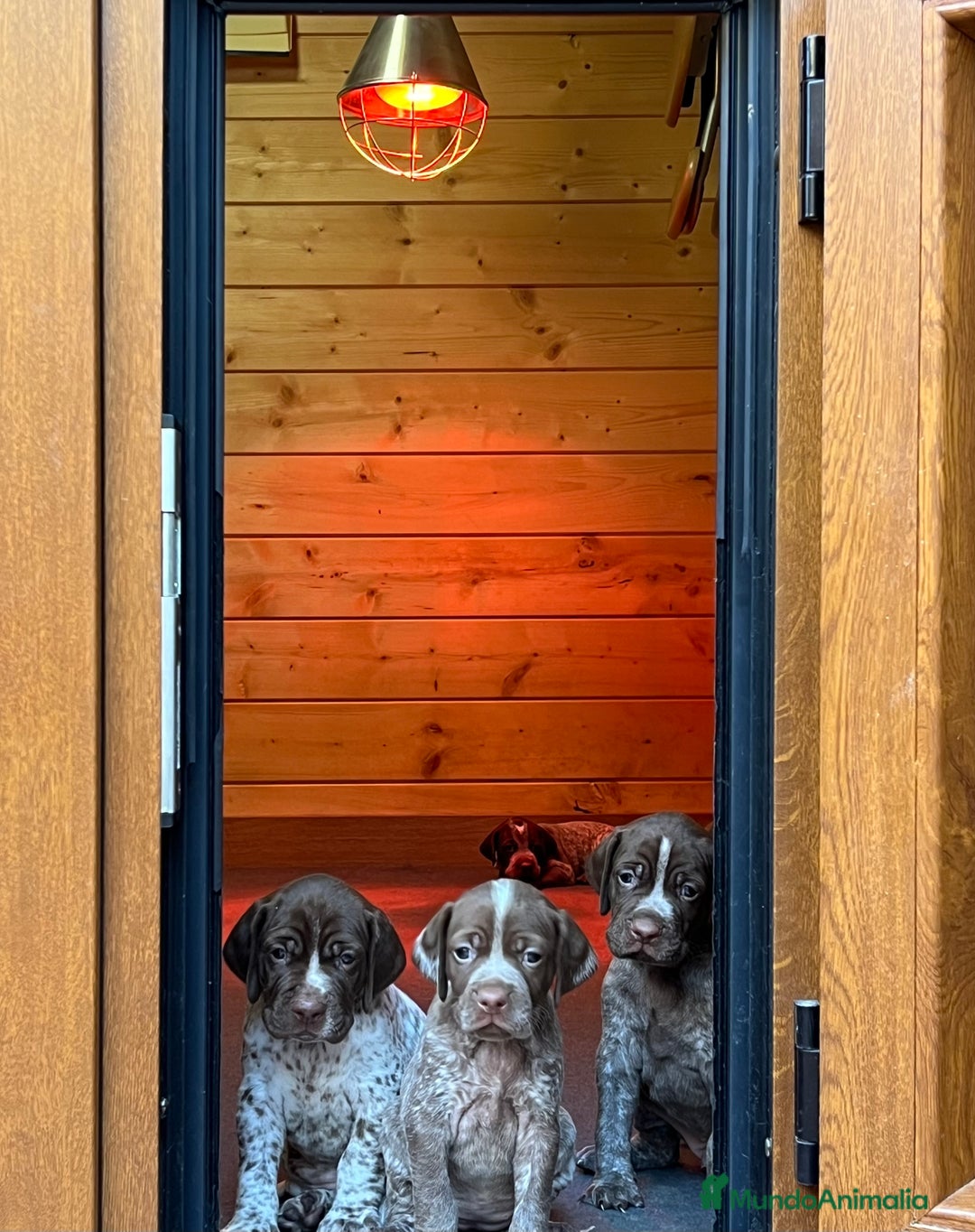 Braco Francés tipo Pirineos Talla Pequeña perros en venta: RESERVA DE CAMADA "E" DE BRACO BRANCÉS - Imagen 2