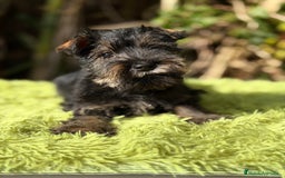 Schnauzer Miniatura perros en venta: Schnauzer mini sal y pimienta  - Anuncio 2