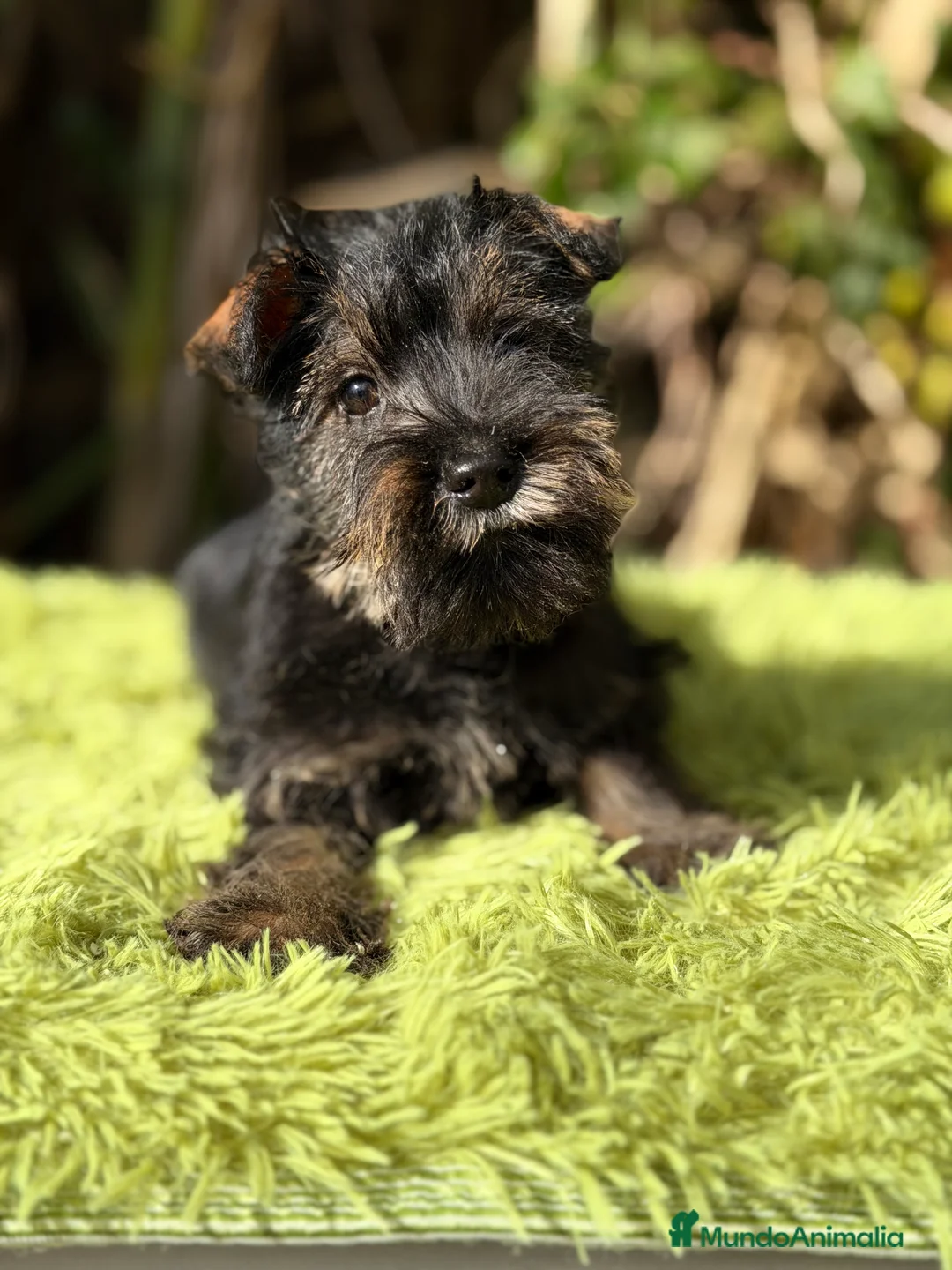 Schnauzer Miniatura perros en venta: Schnauzer mini sal y pimienta  - Anuncio 2