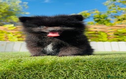 Pomerania perros en venta: POMERANIA HEMBRA - Imagen 12