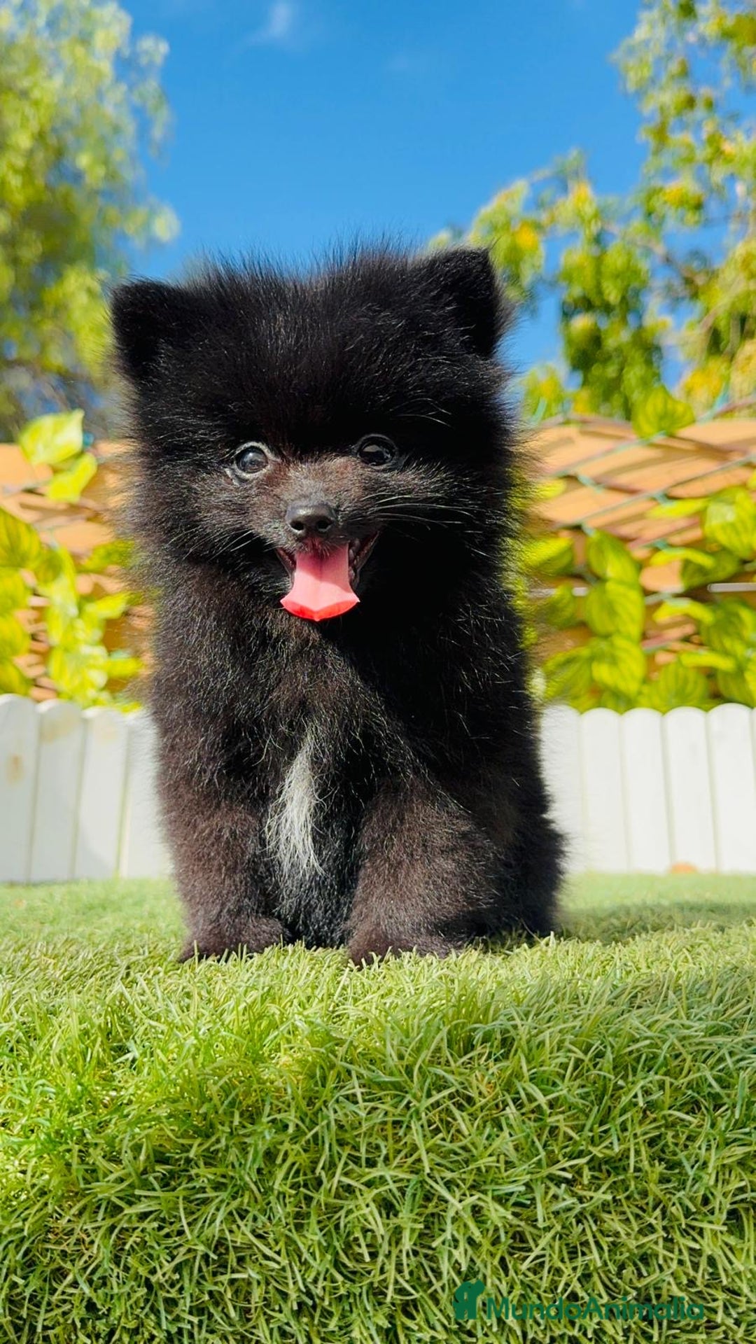 Pomerania perros en venta: POMERANIA HEMBRA - Imagen 12