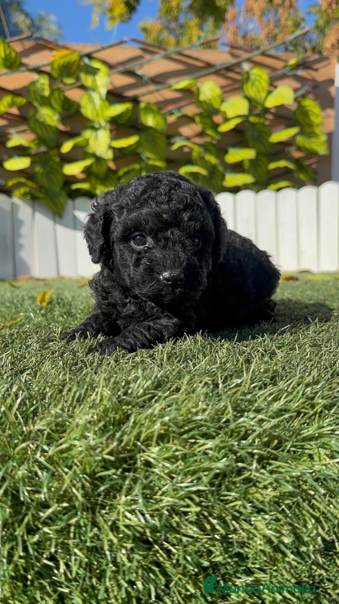 Caniche Toy perros en venta: CANICHE TOY  - Anuncio 19