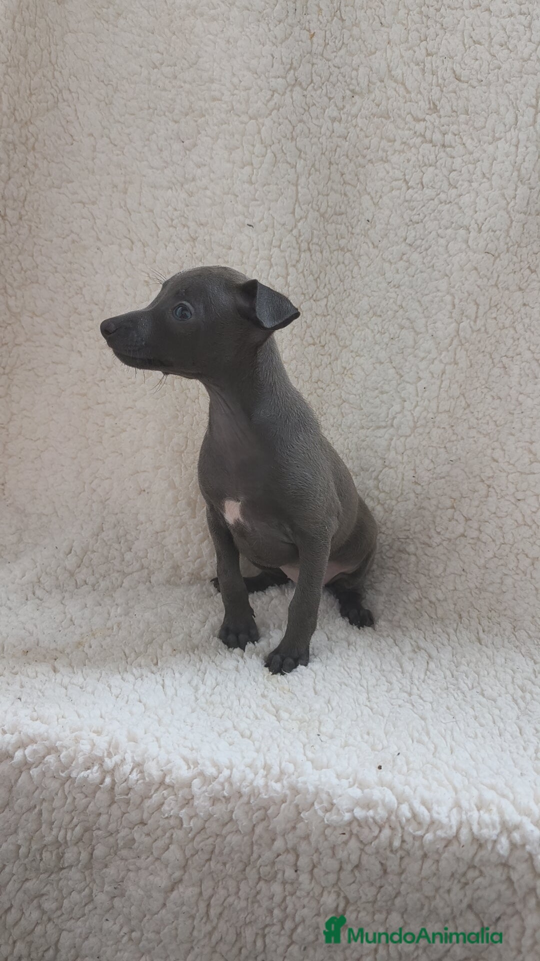 Pequeño Lebrel Italiano perros en venta: Pequeño lebrel Italiano machos disponibles  - Anuncio 3