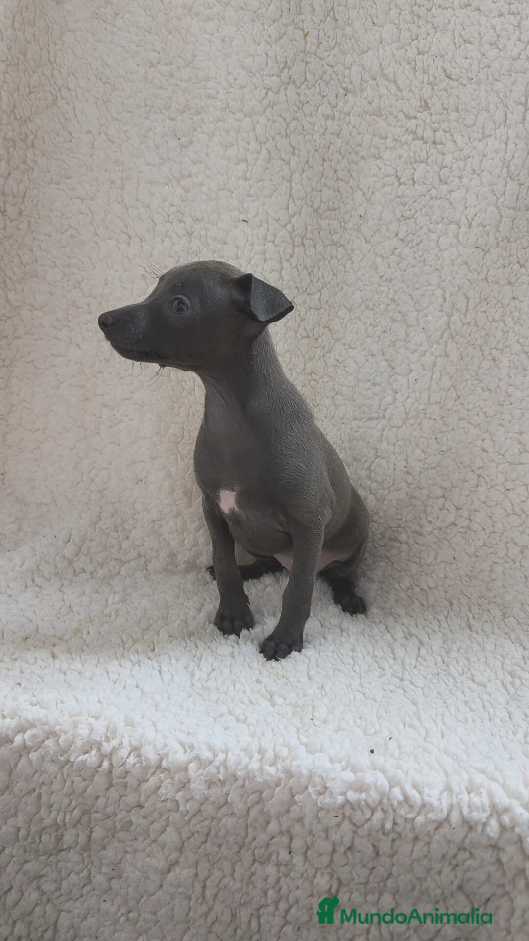 Pequeño Lebrel Italiano perros en venta: Pequeño lebrel Italiano machos disponibles  - Anuncio 3
