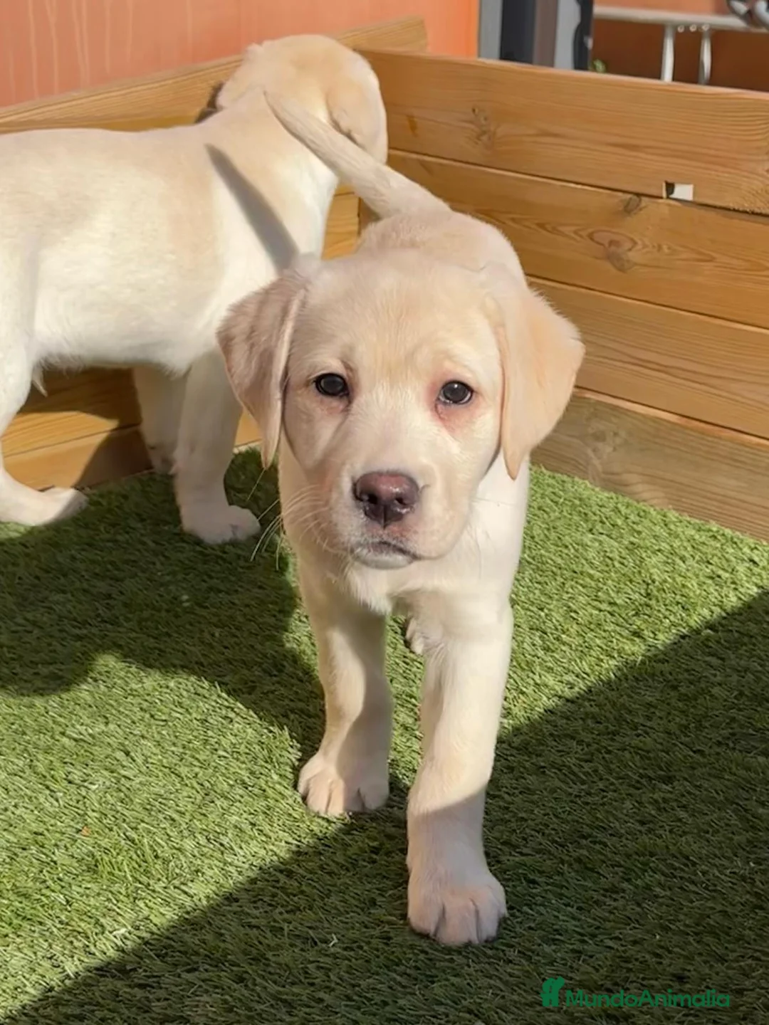 Labrador Retriever perros en venta: LABRADOR CREMA en Barcelona - Anuncio 2