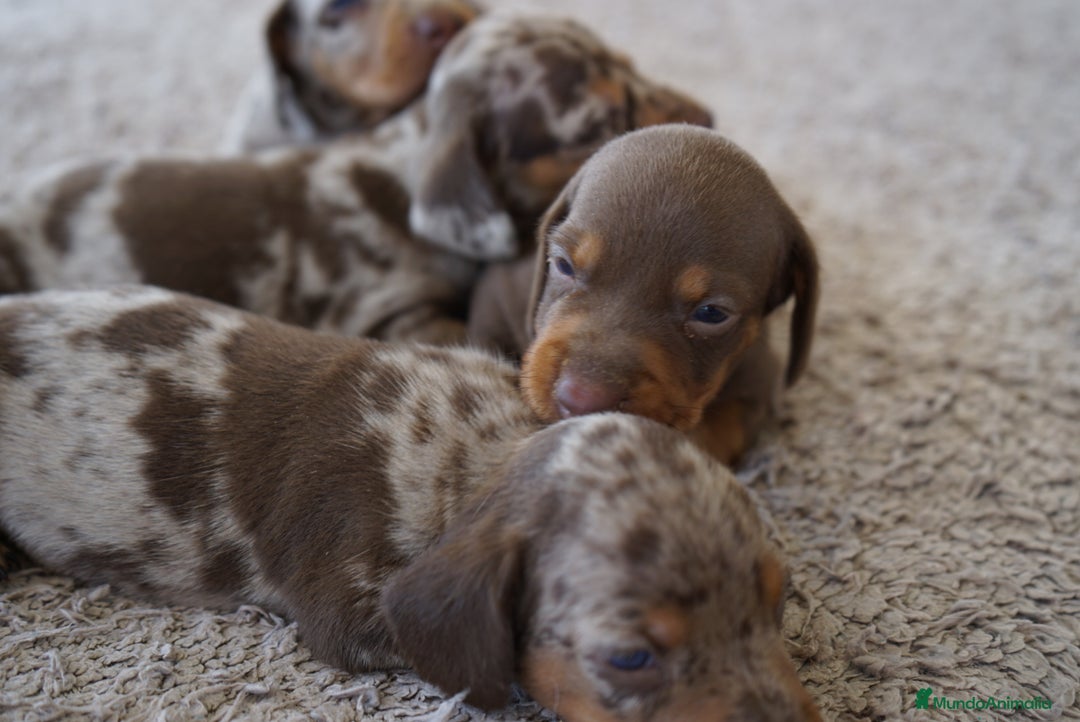 Teckel Miniatura perros en venta: 🐾Frixco, Calypso & Sunny💚 ¡Explosión de ternura! - Imagen 3