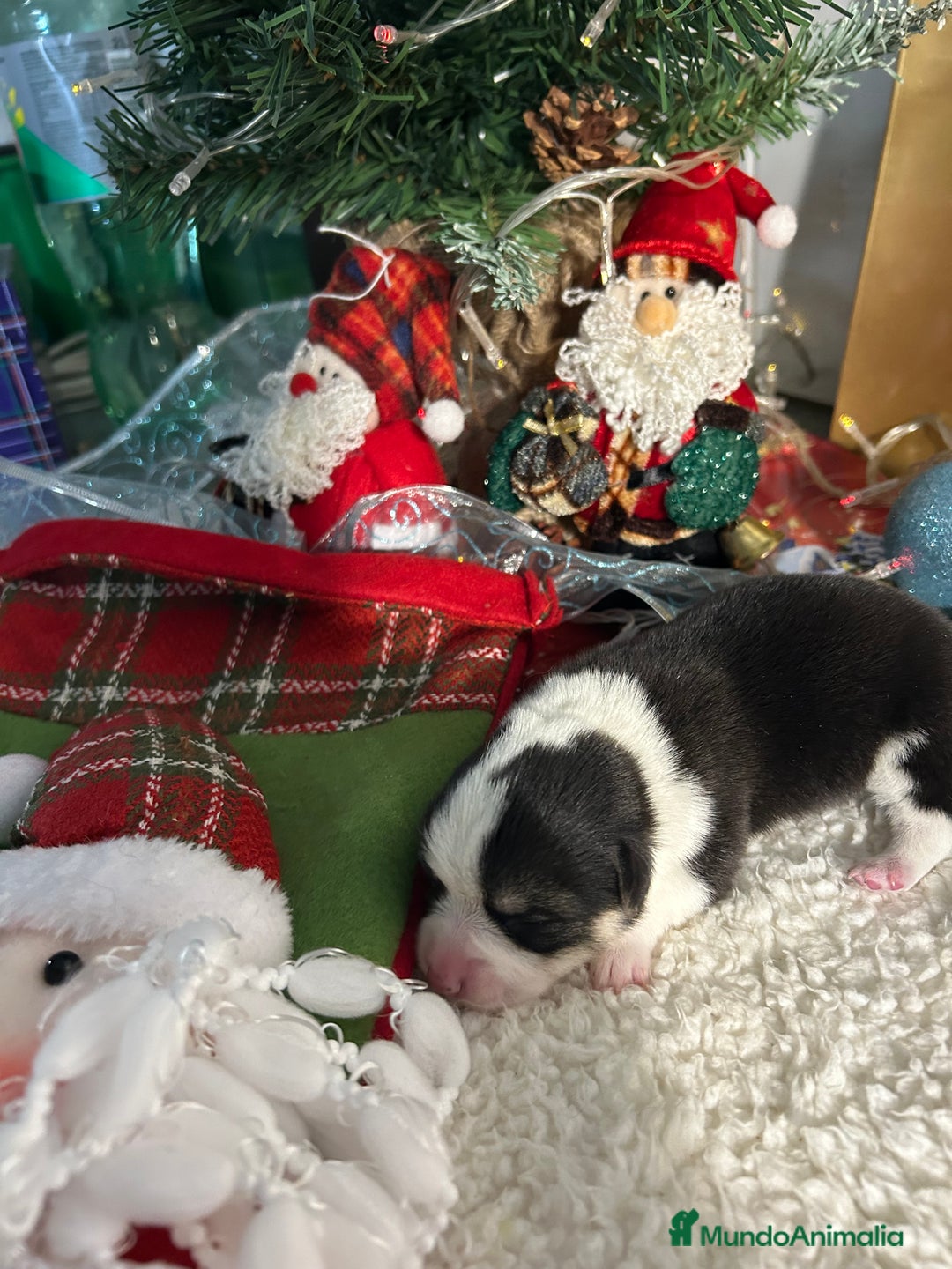 Welsh Corgi Cardigan perros en venta: Corgi - Anuncio 6