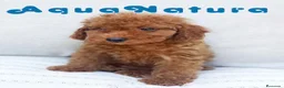 Caniche Enano perros en venta: Caniche Hembra de Barbie 6146 - AQUANATURA en Barcelona - Anuncio 5