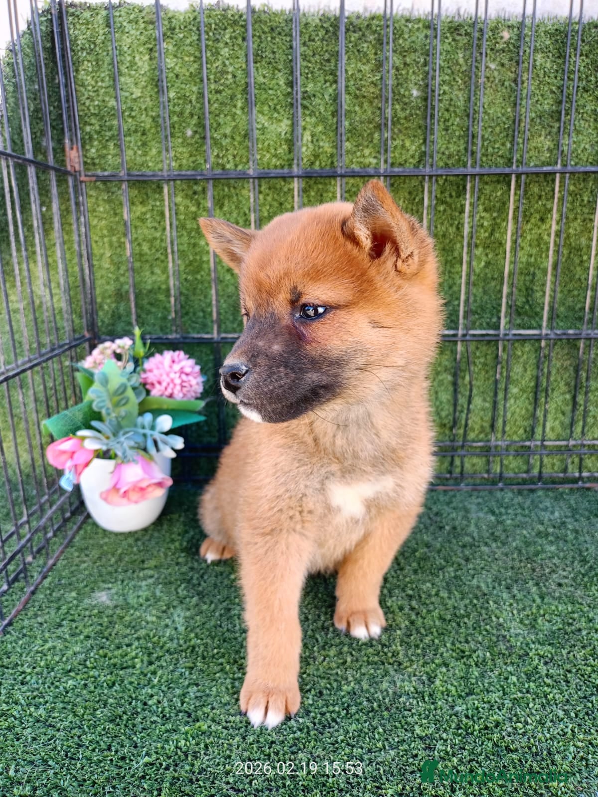 Shiba Inu perros CACHORRO SHIBA INU  - Anuncio 4