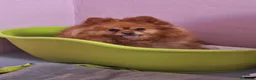 Pomerania perros en venta: Cachorros de Pomerania  - Anuncio 4