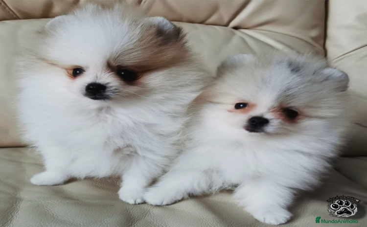 Pomerania perros - Propaganda 3