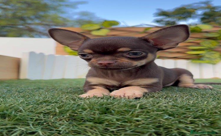 Chihuahua perros - Anuncio 2