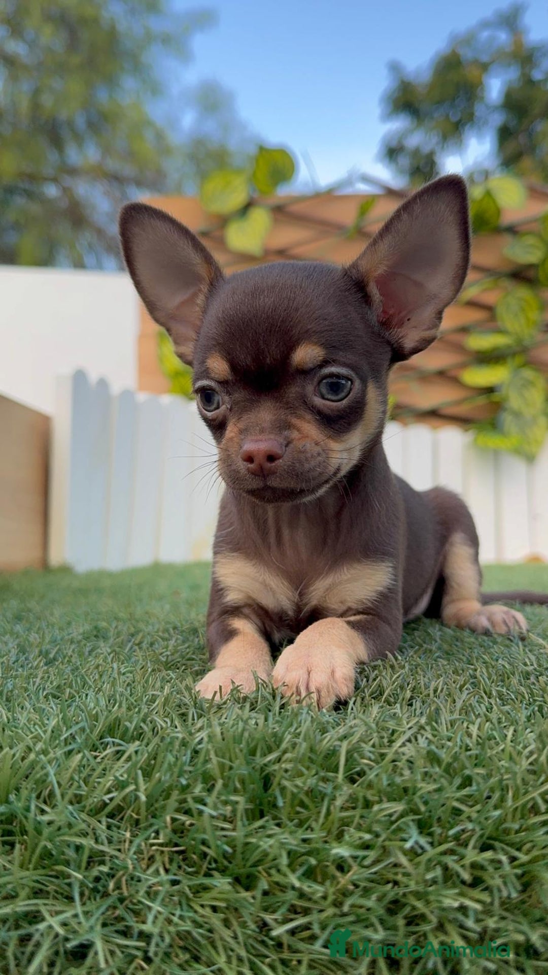 Chihuahua perros en venta: CHIHUAHUA MACHO - Imagen 1