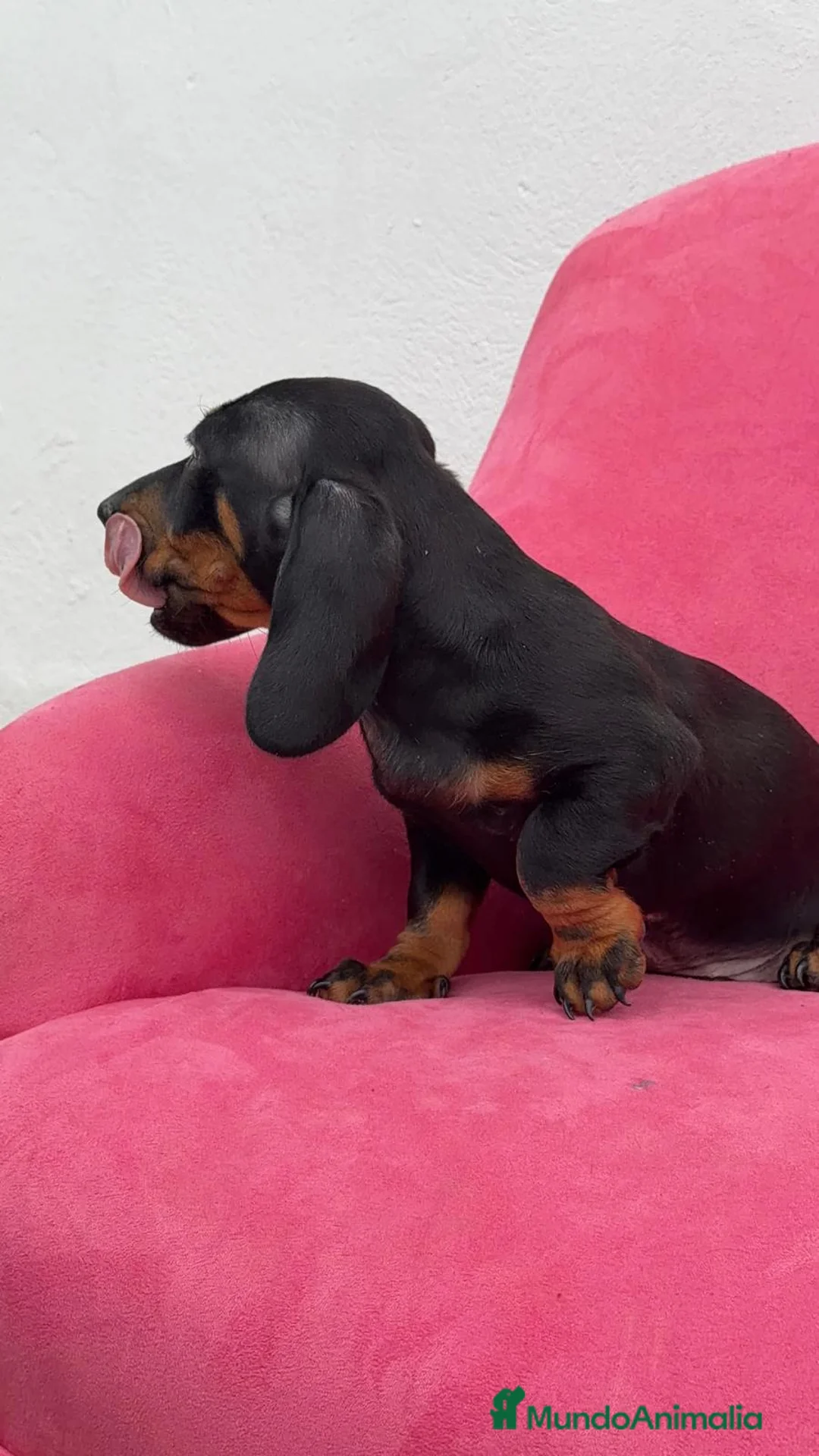 Teckel Miniatura perros en venta: Teckel Negro Fuego ❤️‍🔥 - Anuncio 7