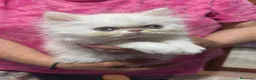 Persa gatos en venta: Gatos persas  - Anuncio 1