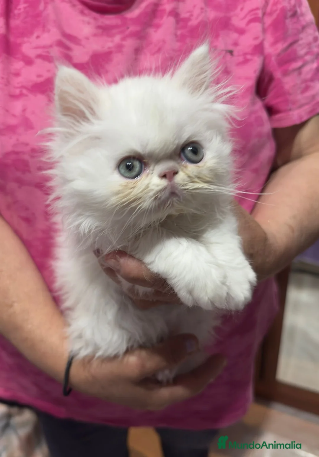 Persa gatos en venta: Gatos persas  - Anuncio 1