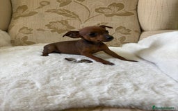 Pinscher Miniatura perros en venta: Pinscher Miniatura cachorros de ensueño - Imagen 24