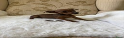 Pinscher Miniatura perros en venta: Pinscher Miniatura cachorros de ensueño - Anuncio 24