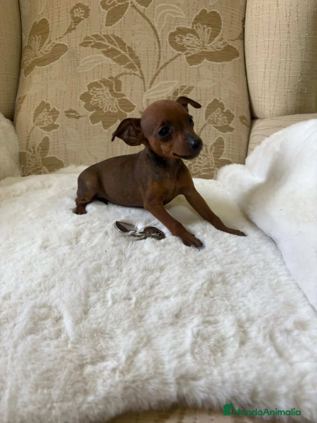 Pinscher Miniatura perros en venta: Pinscher Miniatura cachorros de ensueño - Anuncio 24