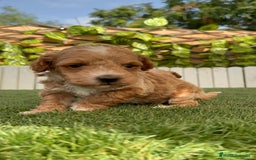 Caniche Toy perros en venta: CANICHE TOY MACHO - Imagen 6