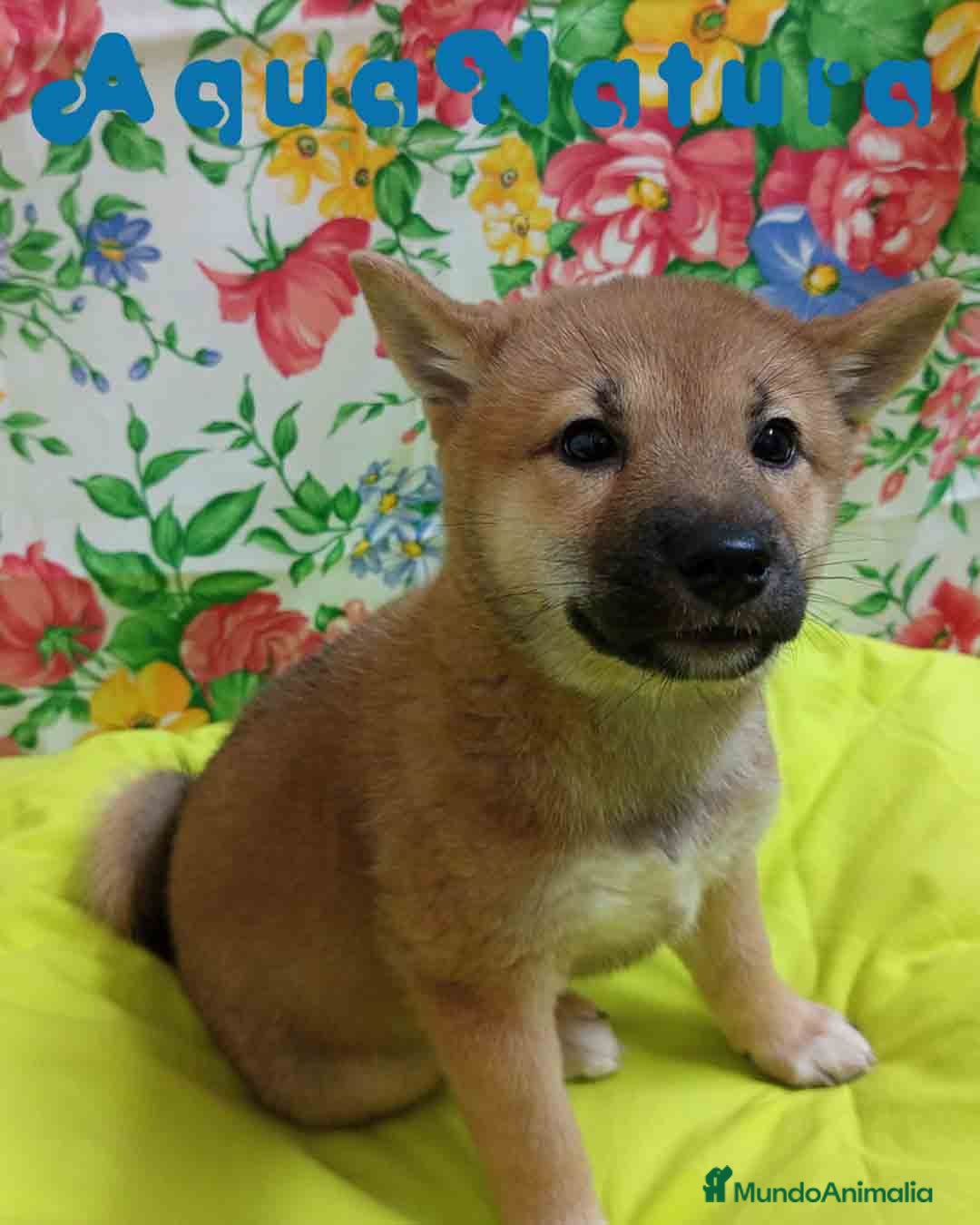 Shiba Inu perros  Shiba Inu Hembra de Mel y Simbad - AQUANATURA - Anuncio 2