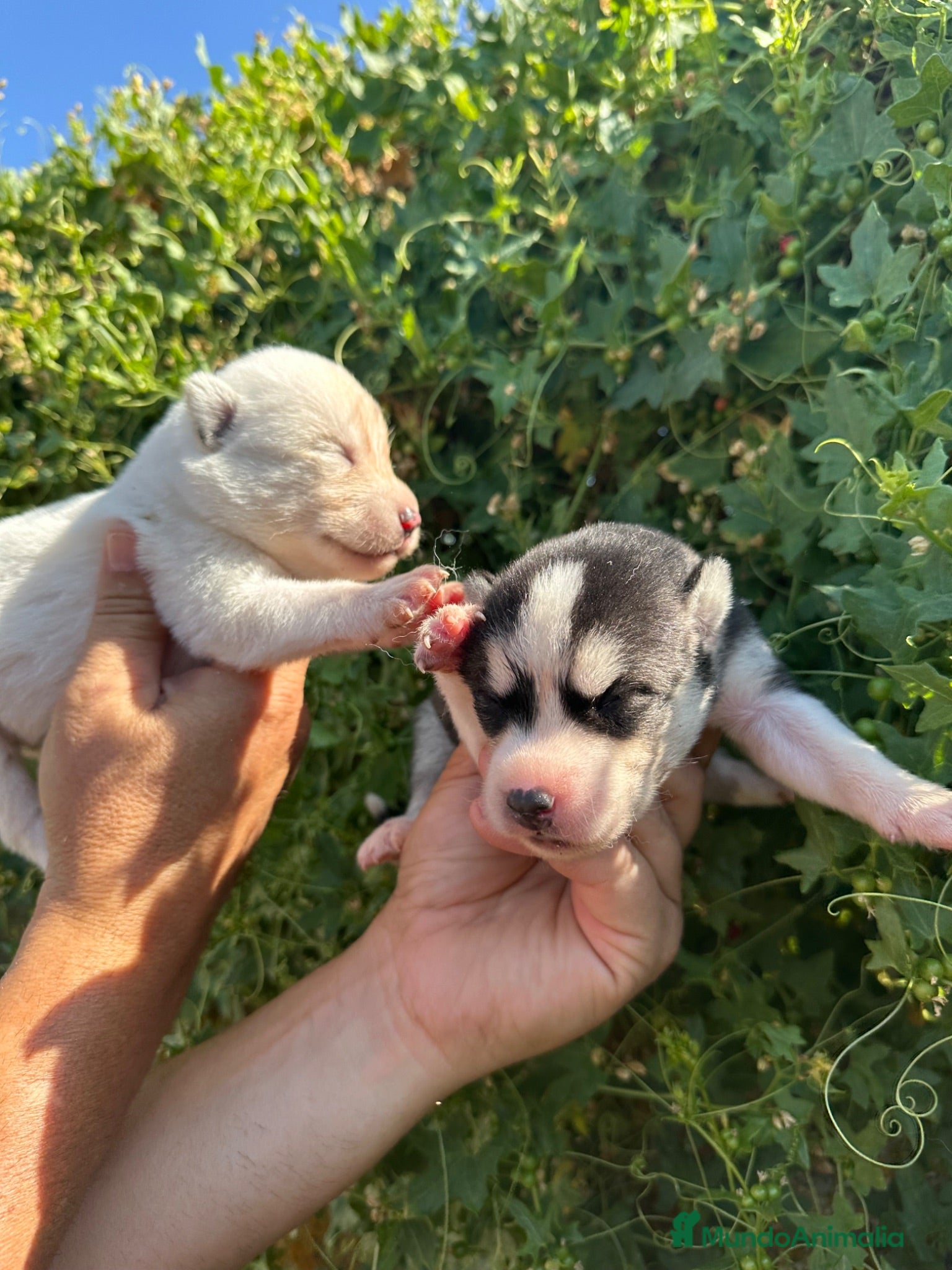 Husky Siberiano perros Husky Siberiano - Anuncio 1