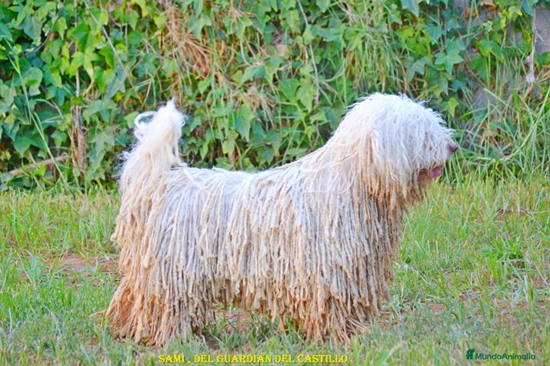 Perro de Agua Español perros en venta: CACHORRA, PERRO DE AGUA ESPAÑOL - Anuncio 10