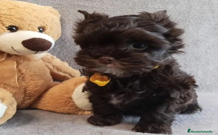 Yorkshire Terrier perros Cachorros Yorkshire chocolate Micro/Toy - Anuncio 4