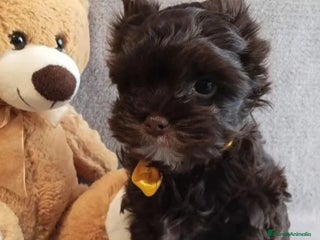 Yorkshire Terrier perros Cachorros Yorkshire chocolate Micro/Toy - Anuncio 3