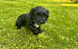 Goldendoodle perros en venta: Cachorros Goldendoodle hipoalergénicos - Imagen 15