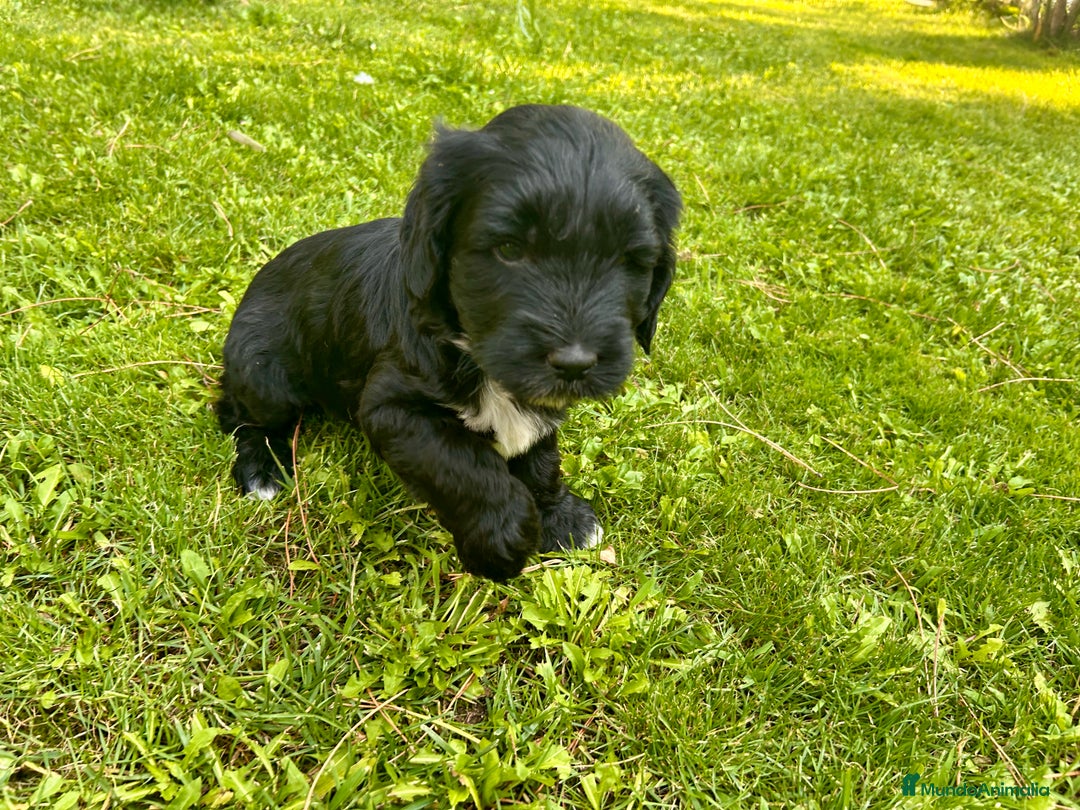 Goldendoodle perros en venta: Cachorros Goldendoodle hipoalergénicos - Imagen 15