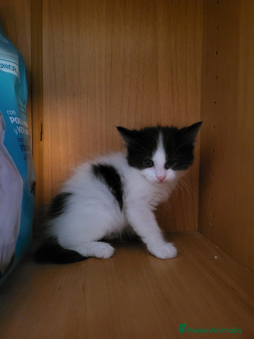 Maine Coon gatos en venta: Cruce de Maine Coon  - Imagen 2