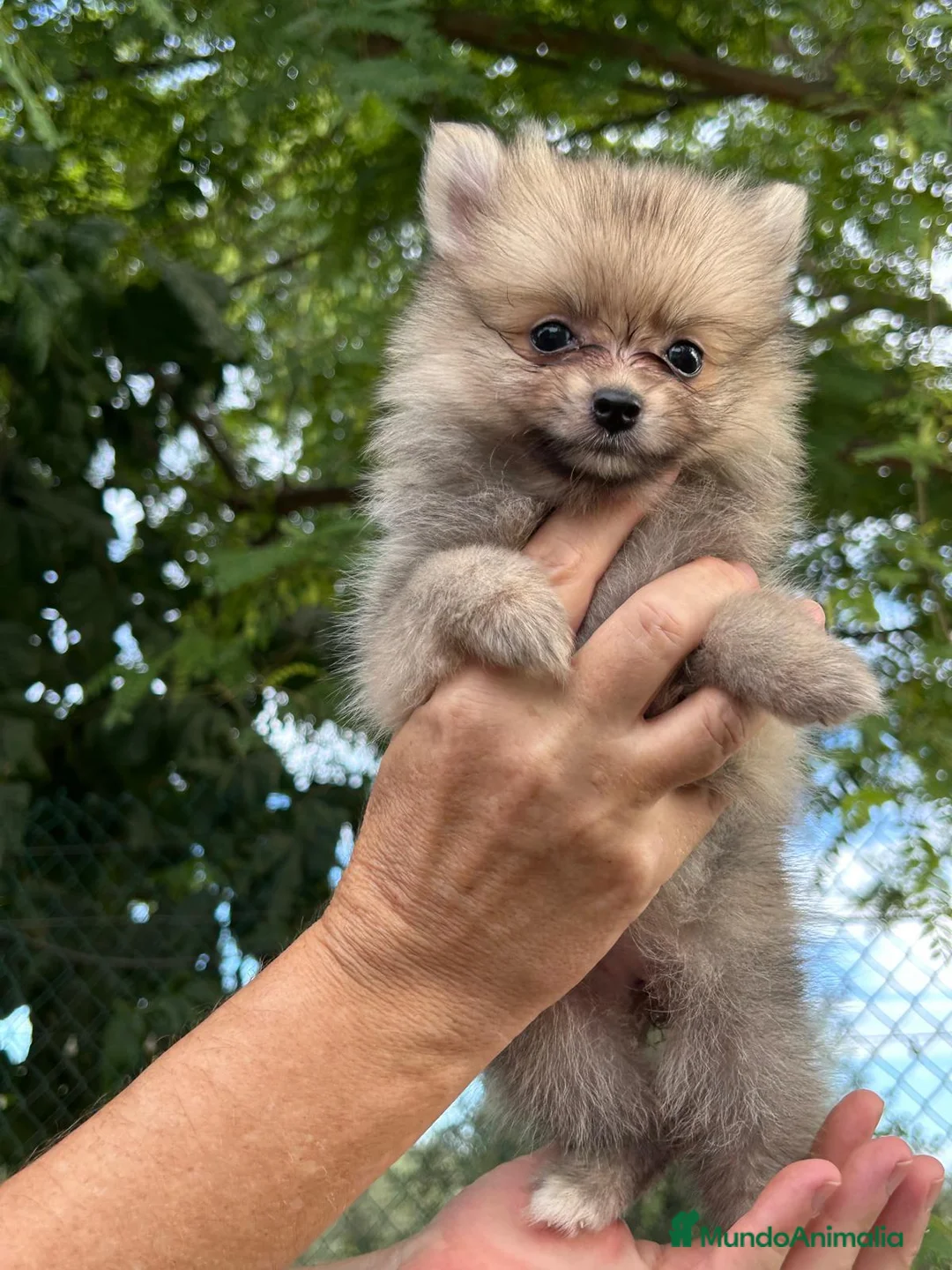 Pomerania perros en venta: Lulú Pomerania precio real - Anuncio 2