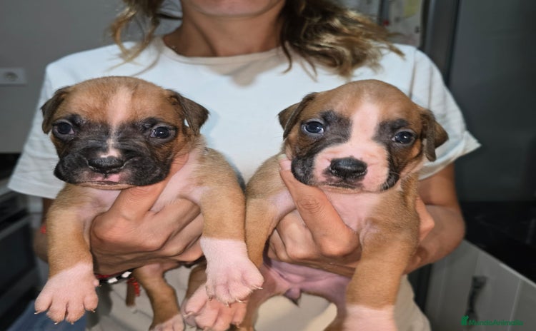Boxer perros - Anuncio 1