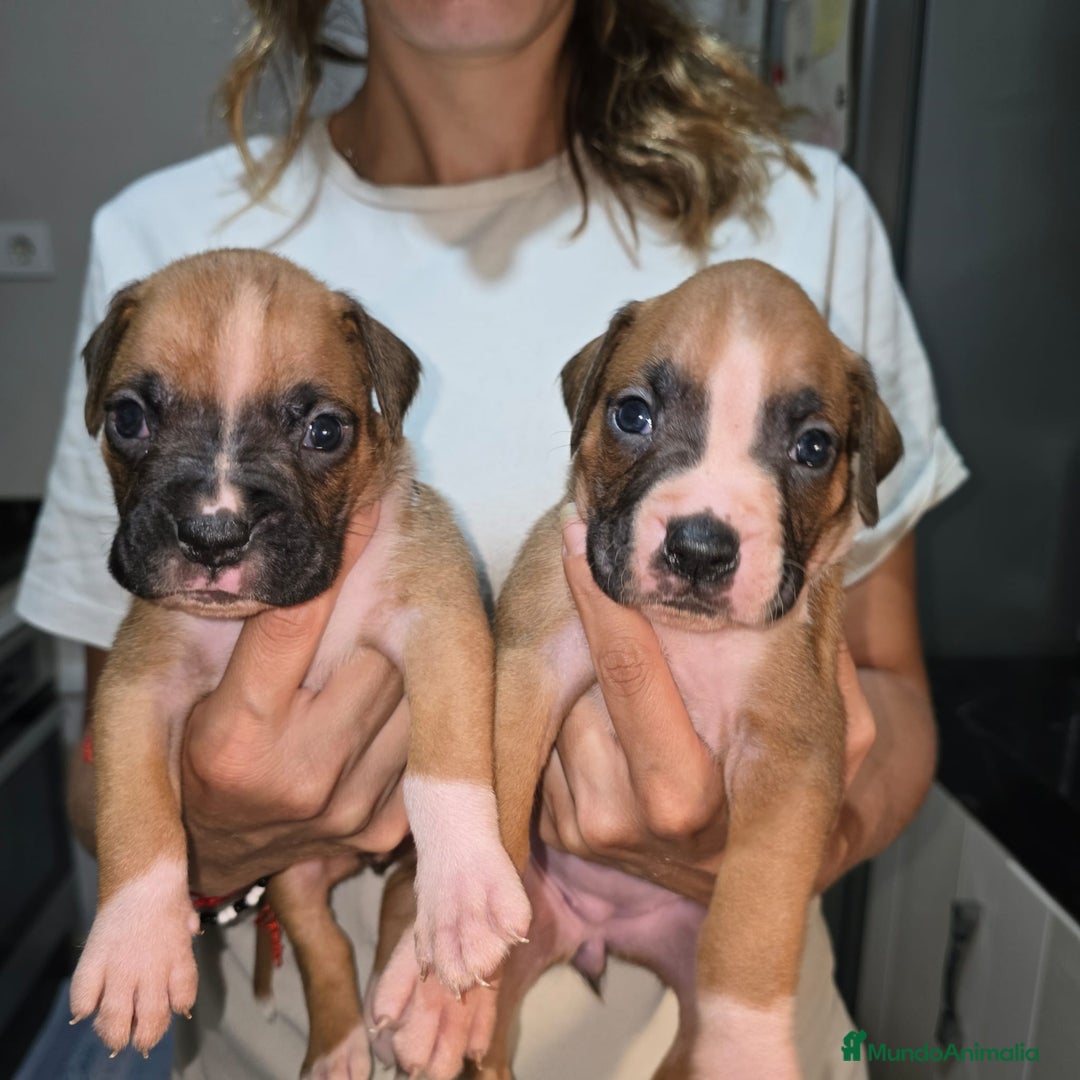 Boxer perros en venta: Boxer - Imagen 1