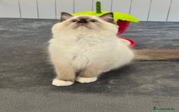 Ragdoll gatos en venta: Camada Ragdoll - Imagen 5
