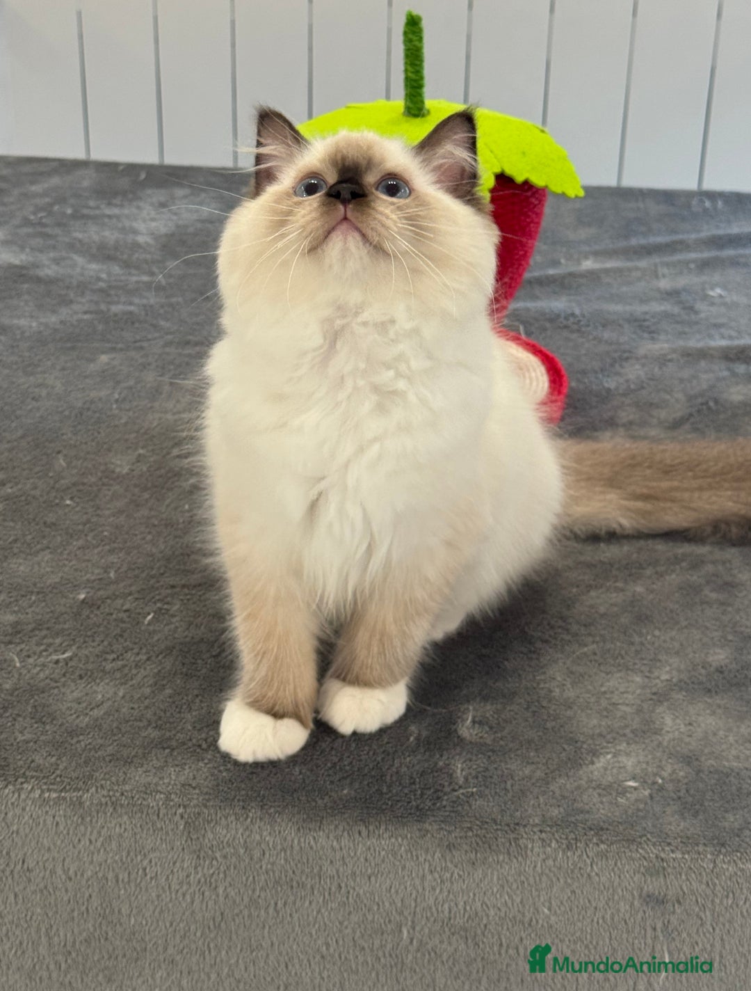 Ragdoll gatos en venta: Camada Ragdoll - Imagen 5