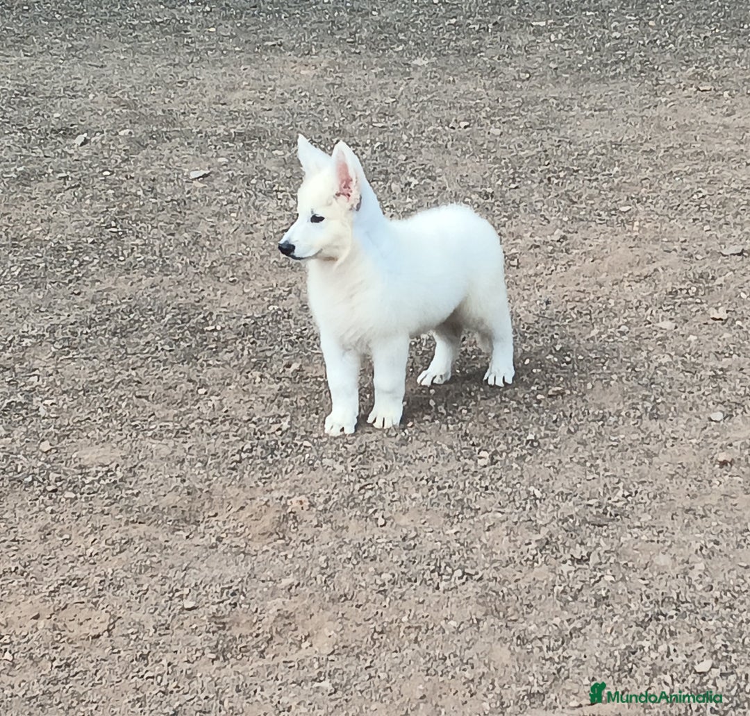 Pastor Blanco Suizo perros en venta: Pastor Blanco Suizo  - Anuncio 14