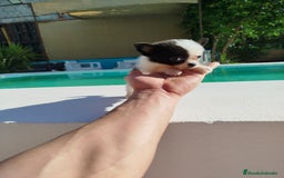 Chihuahua perros en venta: Chihuahua  - Imagen 4