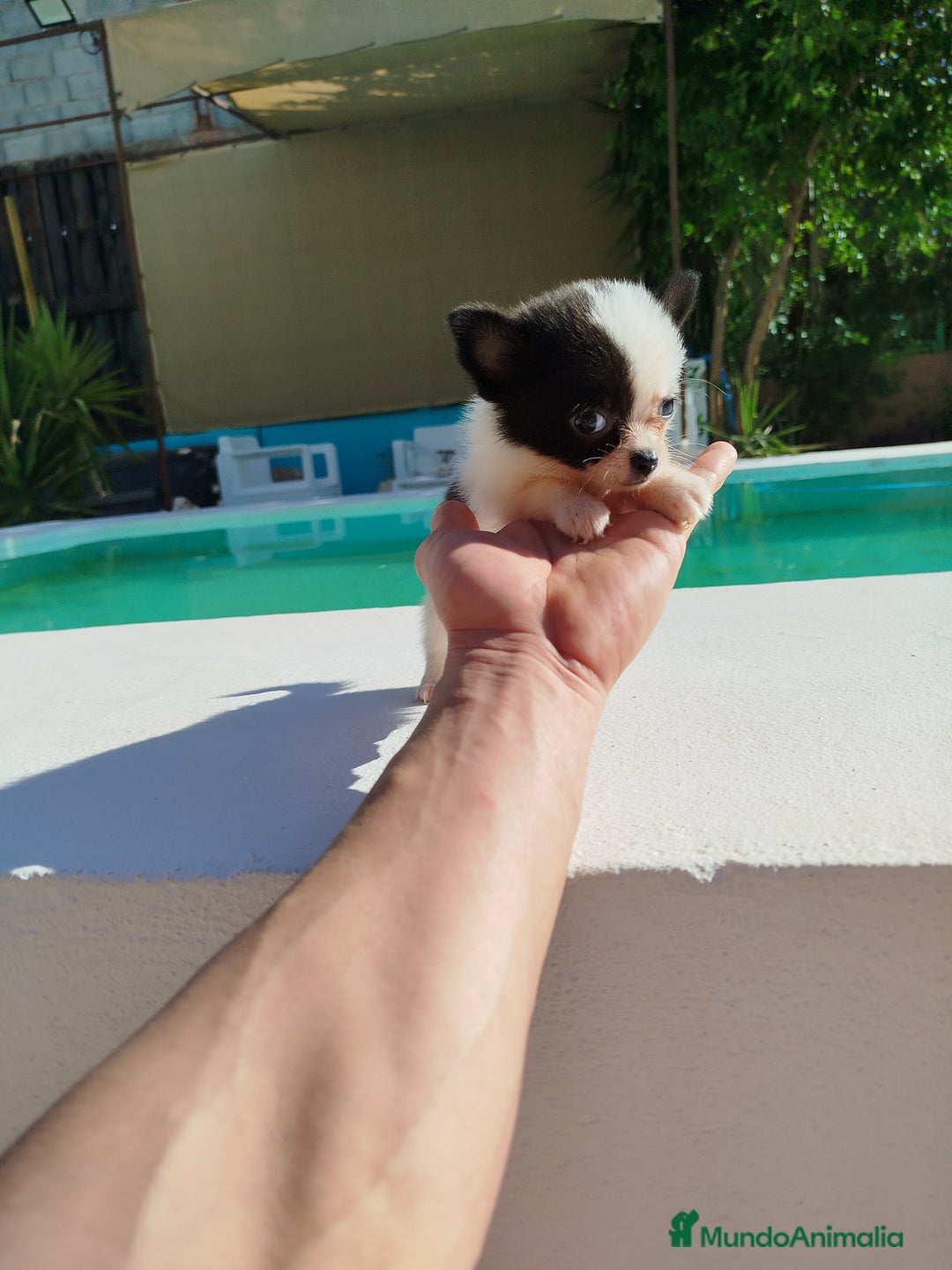 Chihuahua perros en venta: Chihuahua  - Imagen 4