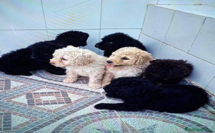 Perro de Agua Español perros - Anuncio 15