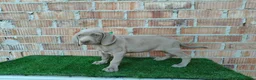 Otras razas perros en venta: Bracos de weimar de calidad  - Anuncio 1