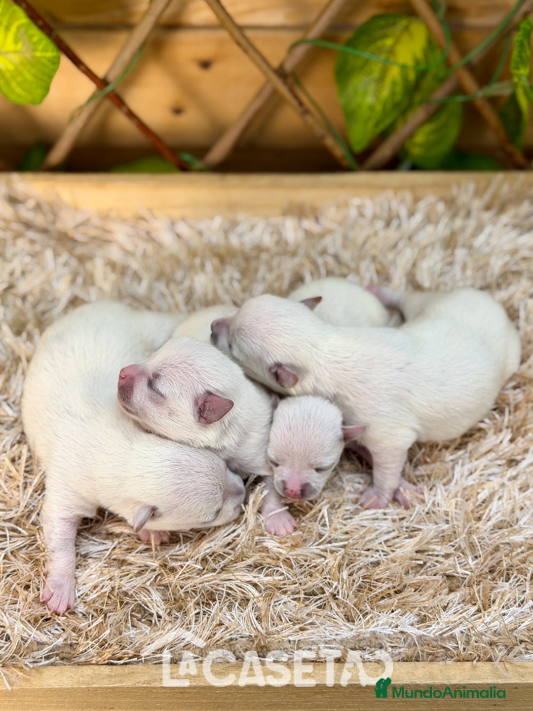 Chihuahua perros en venta: Camada de Fabiana - Anuncio 1