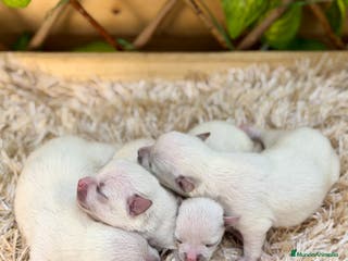 Chihuahua perros Camada de Fabiana - Anuncio 11