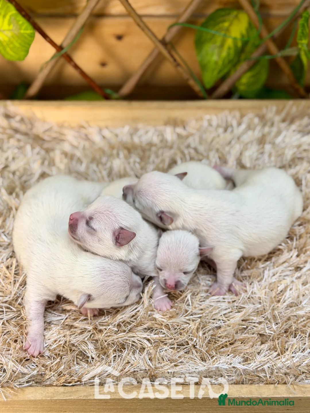 Chihuahua perros en venta: Camada de Fabiana - Anuncio 1